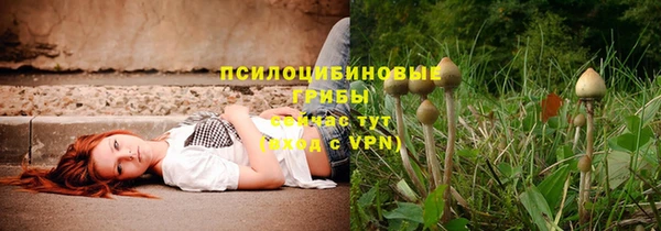 сатива Бородино